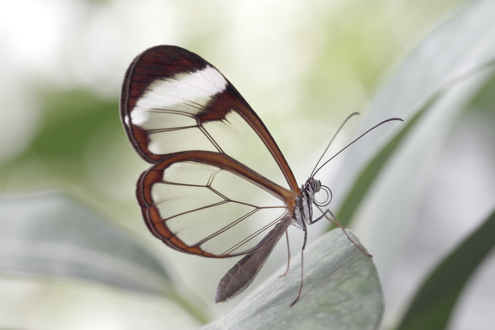 Kleine Raupe Nimmersatt